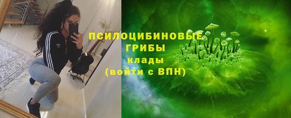 хмурый Аркадак